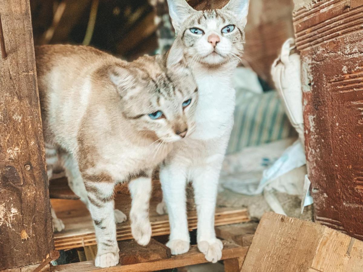 Visit Pachamama Community Apartment อัลกาแซร์โดซัล ภายนอก รูปภาพ